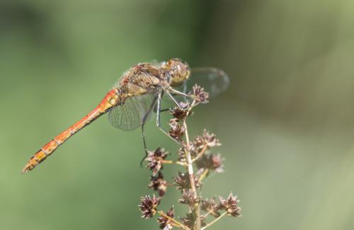 Réf. 189 653 : Sympetrum vulgatum